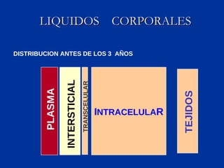 LIQUIDOS  CORPORALES I NTRACELULA R PLASMA INTERSTICIAL TRANSCELULAR TEJIDOS DISTRIBUCION ANTES DE LOS 3  AÑOS 