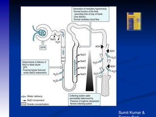 Sumit Kumar & Tomas Berl 