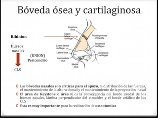 Bóveda ósea y cartilaginosa
0 Las bóvedas nasales son críticas para el apoyo, la distribución de las fuerzas,
el mantenimiento de la altura dorsal y el mantenimiento de la proyección nasal
0 El area de Keystone o área K es la convergencia del borde caudal de los
huesos nasales, lámina perpendicular del etmoides y el borde cefálico de los
CLS
0 Esta es muy importante para la realización de osteotomias
Rihinion
Huesos
nasales
(UNION)
Pericondrio
CLS
 