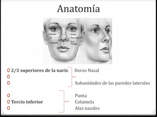 Anatomía
0 2/3 superiores de la nariz Dorso Nasal
0
0 Subunidades de las paredes laterales
0 Punta
0 Tercio inferior Columela
0 Alas nasales
 