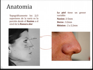 Anatomia
Topográficamente los 2/3
superiores de la nariz es la
porción desde el Nasion a el
nivel de la Ranura alar
La piel tiene un grosor
variable:
Nasion: 2-5mm
Dorso : 3.2mm
Rhinion : 2 a 2.2mm
 