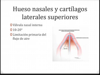 Hueso nasales y cartílagos
laterales superiores
0 Válvula nasal interna
0 10-20°
0 Limitación primaria del
flujo de aire
 