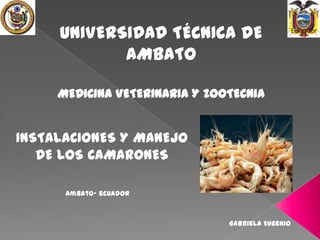 UNIVERSIDAD TÉCNICA DE
AMBATO
MEDICINA VETERINARIA Y ZOOTECNIA

INSTALACIONES Y MANEJO
DE LOS CAMARONES
Ambato- ecuador

Gabriela Eugenio

Ecuador

 