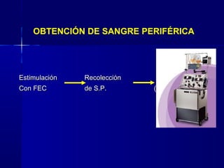 EstimulaciónEstimulación RecolecciónRecolección
Con FECCon FEC de S.P.de S.P. (aféresis)(aféresis)
OBTENCIÓN DE SANGRE PERIFÉRICA
 