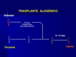 TRASPLANTE ALOGÉNICO
Células
Progenitoras
Hematopoyéticas
Donador
Quimioterapia
+ Radioterapia
Paciente Injerto
 