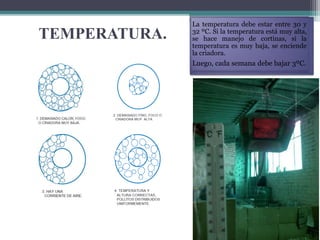 TEMPERATURA.
La temperatura debe estar entre 30 y
32 ºC. Si la temperatura está muy alta,
se hace manejo de cortinas, si la
temperatura es muy baja, se enciende
la criadora.
Luego, cada semana debe bajar 3ºC.
 