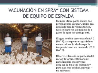 VACUNACIÓN EN SPRAY CON SISTEMA
DE EQUIPO DE ESPALDA
Siempre utilice por lo menos dos
personas para vacunar , utilice gua
destilada para la reconstitución.
Esto se logra con un mínimo de 1
galón de agua por cada 30 mts.
El agua no debe tener más de 27º C
(80° F) y aunque usar agua fría es
menos crítico, lo ideal es que la
temperatura no sea menor de 16º C
(60° F).
Observe el tamaño de partícula del
rocío y la forma. El tamaño de
partícula para aves jóvenes
debe ser de 80 a 120 micrones y
para aves mas adultas, entre 30 –
60 micrones.
 