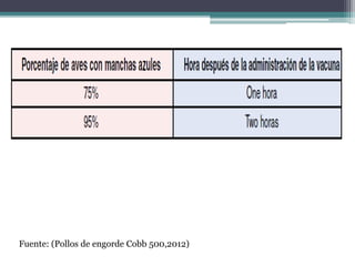Fuente: (Pollos de engorde Cobb 500,2012)
 