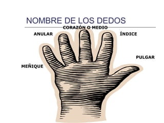 NOMBRE DE LOS DEDOS
            CORAZÓN O MEDIO
   ANULAR                     ÍNDICE




                                   PULGAR

MEÑIQUE
 