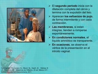  El segundo periodo inicia con la
dilatación completa del cérvix y
termina con la expulsión del feto.
 Aparecen los esfuerzos de pujo,
de forma intermitente y con cada
contracción.
 Las membranas, si estan
integras, tienden a romperse
espontáneamente.
 En condiciones normales, el
líquido amniótico es transparente.
 En ocasiones, se observa el
vértice de la presentación en el
introito vaginal.
Cunningham FG, Leveno KJ, Bloom SL, Hauth JC, Gilstrap III
LC, Wenstrom KD. Obstetricia de Williams. 23 ed. México D.F.:
Edición McGraw-Hill Interamericana; 2011.
 