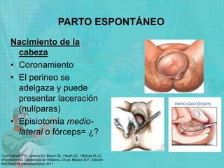 PARTO ESPONTÁNEO
Nacimiento de la
cabeza
• Coronamiento
• El perineo se
adelgaza y puede
presentar laceración
(nulíparas)
• Episiotomía medio-
lateral o fórceps= ¿?
Cunningham FG, Leveno KJ, Bloom SL, Hauth JC, Gilstrap III LC,
Wenstrom KD. Obstetricia de Williams. 23 ed. México D.F.: Edición
McGraw-Hill Interamericana; 2011.
 