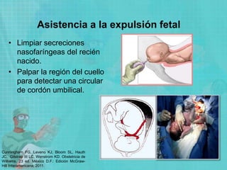 Asistencia a la expulsión fetal
• Limpiar secreciones
nasofaríngeas del recién
nacido.
• Palpar la región del cuello
para detectar una circular
de cordón umbilical.
Cunningham FG, Leveno KJ, Bloom SL, Hauth
JC, Gilstrap III LC, Wenstrom KD. Obstetricia de
Williams. 23 ed. México D.F.: Edición McGraw-
Hill Interamericana; 2011.
 