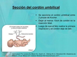 Sección del cordón umbilical
 Se secciona el cordón umbilical entre
2 pinzas de Kocher.
 Dejar al menos 10cm de cordón en la
inserción fetal.
 Luego de que el feto realice la primera
inspiración y el cordón deje de latir.
Cunningham FG, Leveno KJ, Bloom SL, Hauth JC, Gilstrap III LC, Wenstrom KD. Obstetricia de
Williams. 23 ed. México D.F.: Edición McGraw-Hill Interamericana; 2011.
 