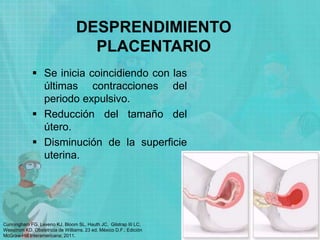 DESPRENDIMIENTO
PLACENTARIO
 Se inicia coincidiendo con las
últimas contracciones del
periodo expulsivo.
 Reducción del tamaño del
útero.
 Disminución de la superficie
uterina.
Cunningham FG, Leveno KJ, Bloom SL, Hauth JC, Gilstrap III LC,
Wenstrom KD. Obstetricia de Williams. 23 ed. México D.F.: Edición
McGraw-Hill Interamericana; 2011.
 
