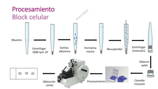Procesamiento
Block celular
Centrifugar
1000 rpm 10’
Gotitas
albúmina
Formalina
neutra
Resuspender
Centrifugar
(inversión)
Obtener
pelet
Cassette
inclusión
ProcesamientoObtención
cortes
Muestra
 