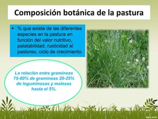  % que existe de las diferentes
especies en la pastura en
función del valor nutritivo,
palatabilidad, rusticidad al
pastoreo, ciclo de crecimiento.
Composición botánica de la pastura
La relación entre gramíneas
75-80% de gramíneas 20-25%
de leguminosas y malezas
hasta el 5%.
 
