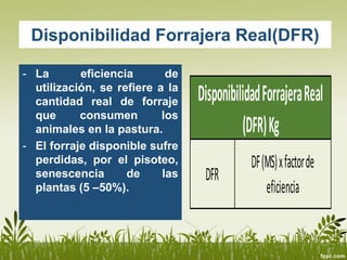 Disponibilidad Forrajera Real(DFR)
- La eficiencia de
utilización, se refiere a la
cantidad real de forraje
que consumen los
animales en la pastura.
- El forraje disponible sufre
perdidas, por el pisoteo,
senescencia de las
plantas (5 –50%).
DFR
DF(MS)xfactorde
eficiencia
DisponibilidadForrajeraReal
(DFR)Kg
 