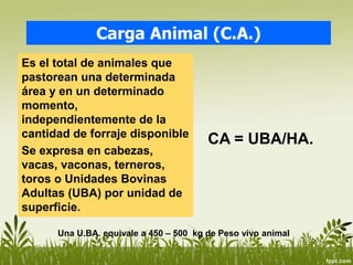 Carga Animal (C.A.)
Es el total de animales que
pastorean una determinada
área y en un determinado
momento,
independientemente de la
cantidad de forraje disponible
Se expresa en cabezas,
vacas, vaconas, terneros,
toros o Unidades Bovinas
Adultas (UBA) por unidad de
superficie.
CA = UBA/HA.
Una U.BA. equivale a 450 – 500 kg de Peso vivo animal
 