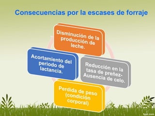 Consecuencias por la escases de forraje
 