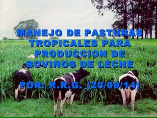 MANEJO DE PASTURASMANEJO DE PASTURAS
TROPICALES PARATROPICALES PARA
PRODUCCION DEPRODUCCION DE
BOVINOS DE LECHEBOVINOS DE LECHE
POR: R.R.G. (20/09/14)POR: R.R.G. (20/09/14)
 