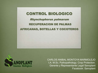 CONTROL BIOLOGICO
Rhynchophorus palmarum
RECUPERACION DE PALMAS
AFRICANAS, BOTELLAS Y COCOTEROS
CARLOS ANIBAL MONTOYA MARMOLEJO
I.A. M.Sc. Pythopathology. Crop Protection.
Gerente y Representante Legal Sanoplant
Facebook: Sanoplant
 