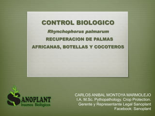 CONTROL BIOLOGICO
Rhynchophorus palmarum
RECUPERACION DE PALMAS
AFRICANAS, BOTELLAS Y COCOTEROS
CARLOS ANIBAL MONTOYA MARMOLEJO
I.A. M.Sc. Pythopathology. Crop Protection.
Gerente y Representante Legal Sanoplant
Facebook: Sanoplant
 