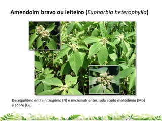 Amendoim bravo ou leiteiro (Euphorbia heterophylla)
Desequilíbrio entre nitrogênio (N) e micronutrientes, sobretudo molibdênio (Mo)
e cobre (Cu).
 