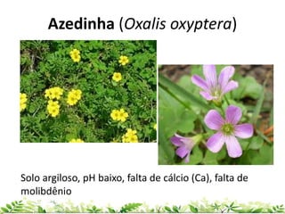 Azedinha (Oxalis oxyptera)
Solo argiloso, pH baixo, falta de cálcio (Ca), falta de
molibdênio
 