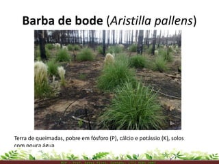 Barba de bode (Aristilla pallens)
Terra de queimadas, pobre em fósforo (P), cálcio e potássio (K), solos
com pouca água
M I P – P r o f . E d n e i P i r e s . C o n t a t o : ( 7 7 ) 9 1 0 3 - 3 8 0 7
 