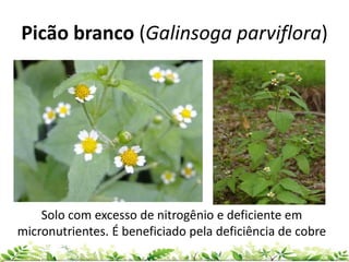 Picão branco (Galinsoga parviflora)
Solo com excesso de nitrogênio e deficiente em
micronutrientes. É beneficiado pela deficiência de cobre
 