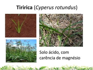 Tiririca (Cyperus rotundus)
Solo ácido, com
carência de magnésio
 