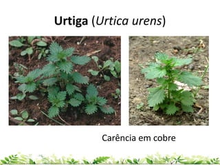 Urtiga (Urtica urens)
Carência em cobre
 
