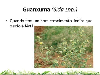 Guanxuma (Sida spp.)
• Quando tem um bom crescimento, indica que
o solo é fértil
 