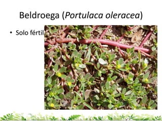 Beldroega (Portulaca oleracea)
• Solo fértil
 