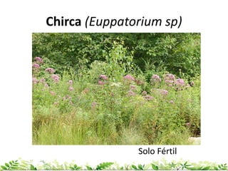 Chirca (Euppatorium sp)
Solo Fértil
 