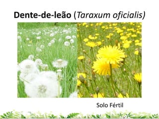 Dente-de-leão (Taraxum oficialis)
Solo Fértil
 