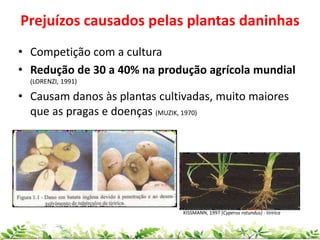 Prejuízos causados pelas plantas daninhas
• Competição com a cultura
• Redução de 30 a 40% na produção agrícola mundial
(LORENZI, 1991)
• Causam danos às plantas cultivadas, muito maiores
que as pragas e doenças (MUZIK, 1970)
KISSMANN, 1997 (Cyperus rotundus) - tiririca
 