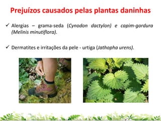  Alergias – grama-seda (Cynodon dactylon) e capim-gordura
(Melinis minutiflora).
 Dermatites e irritações da pele - urtiga (Jathopha urens).
Prejuízos causados pelas plantas daninhas
 