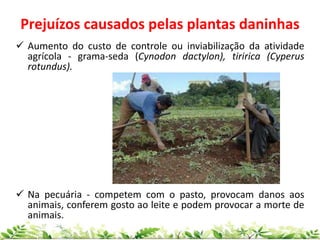  Aumento do custo de controle ou inviabilização da atividade
agrícola - grama-seda (Cynodon dactylon), tiririca (Cyperus
rotundus).
 Na pecuária - competem com o pasto, provocam danos aos
animais, conferem gosto ao leite e podem provocar a morte de
animais.
Prejuízos causados pelas plantas daninhas
 