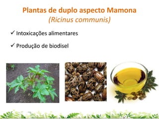 Plantas de duplo aspecto Mamona
(Ricinus communis)
 Intoxicações alimentares
 Produção de biodisel
 