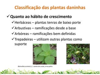 Classificação das plantas daninhas
Quanto ao hábito de crescimento
Herbáceas – plantas tenras de baixo porte
Arbustivas – ramificações desde a base
Arbóreas – ramificações bem definidas
Trepadeiras – utilizam outras plantas como
suporte
Blainvillea acmela (L.) canela-de-urubu, erva-palha
 