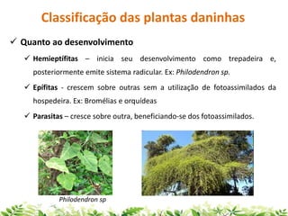  Quanto ao desenvolvimento
 Hemieptífitas – inicia seu desenvolvimento como trepadeira e,
posteriormente emite sistema radicular. Ex: Philodendron sp.
 Epífitas - crescem sobre outras sem a utilização de fotoassimilados da
hospedeira. Ex: Bromélias e orquídeas
 Parasitas – cresce sobre outra, beneficiando-se dos fotoassimilados.
Classificação das plantas daninhas
Philodendron sp
 
