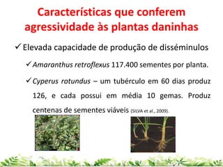 Características que conferem
agressividade às plantas daninhas
Elevada capacidade de produção de disséminulos
Amaranthus retroflexus 117.400 sementes por planta.
Cyperus rotundus – um tubérculo em 60 dias produz
126, e cada possui em média 10 gemas. Produz
centenas de sementes viáveis (SILVA et al., 2009).
 