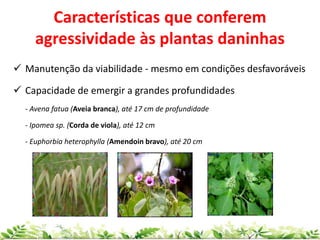  Manutenção da viabilidade - mesmo em condições desfavoráveis
 Capacidade de emergir a grandes profundidades
- Avena fatua (Aveia branca), até 17 cm de profundidade
- Ipomea sp. (Corda de viola), até 12 cm
- Euphorbia heterophylla (Amendoin bravo), até 20 cm
Características que conferem
agressividade às plantas daninhas
 