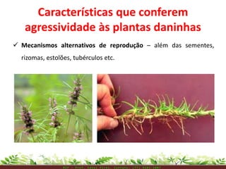  Mecanismos alternativos de reprodução – além das sementes,
rizomas, estolões, tubérculos etc.
Características que conferem
agressividade às plantas daninhas
M I P – P r o f . E d n e i P i r e s . C o n t a t o : ( 7 7 ) 9 1 0 3 - 3 8 0 7
 