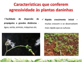  Rápido crescimento inicial –
muitas crescem e se desenvolvem
mais rápido que as culturas
Facilidade de dispersão de
propágulos a grandes distâncias -
água, vento, animais, máquinas etc.
Características que conferem
agressividade às plantas daninhas
 