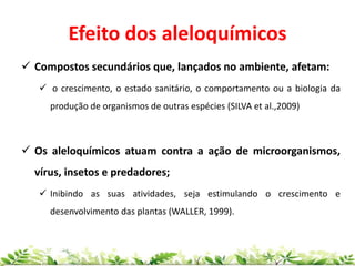 Efeito dos aleloquímicos
 Compostos secundários que, lançados no ambiente, afetam:
 o crescimento, o estado sanitário, o comportamento ou a biologia da
produção de organismos de outras espécies (SILVA et al.,2009)
 Os aleloquímicos atuam contra a ação de microorganismos,
vírus, insetos e predadores;
 Inibindo as suas atividades, seja estimulando o crescimento e
desenvolvimento das plantas (WALLER, 1999).
 