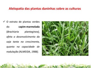 Alelopatia das plantas daninhas sobre as culturas
 O extrato de plantas verdes
do capim-marmelada
(Brachiaria plantaginea),
afeta o desenvolvimento da
soja tanto no crescimento,
quanto na capacidade de
nodulação (ALMEIDA, 1988).
 