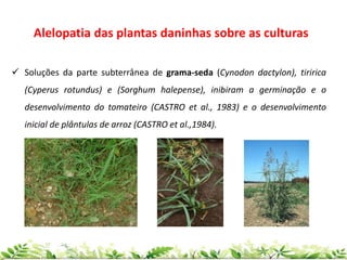  Soluções da parte subterrânea de grama-seda (Cynodon dactylon), tiririca
(Cyperus rotundus) e (Sorghum halepense), inibiram a germinação e o
desenvolvimento do tomateiro (CASTRO et al., 1983) e o desenvolvimento
inicial de plântulas de arroz (CASTRO et al.,1984).
Alelopatia das plantas daninhas sobre as culturas
 