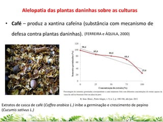 • Café – produz a xantina cafeína (substância com mecanismo de
defesa contra plantas daninhas). (FERREIRA e ÁQUILA, 2000)
Alelopatia das plantas daninhas sobre as culturas
Extratos de casca de café (Coffea arabica L.) inibe a germinação e crescimento de pepino
(Cucumis sativus L.)
 